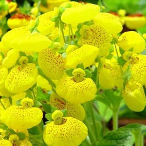 10 Rare Slipper Flower Fascination Flower Seeds EW91001-4