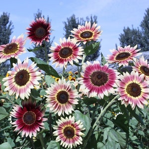 15 Colorful Sun Flower Gold Dwarf Seeds CW92002-1
