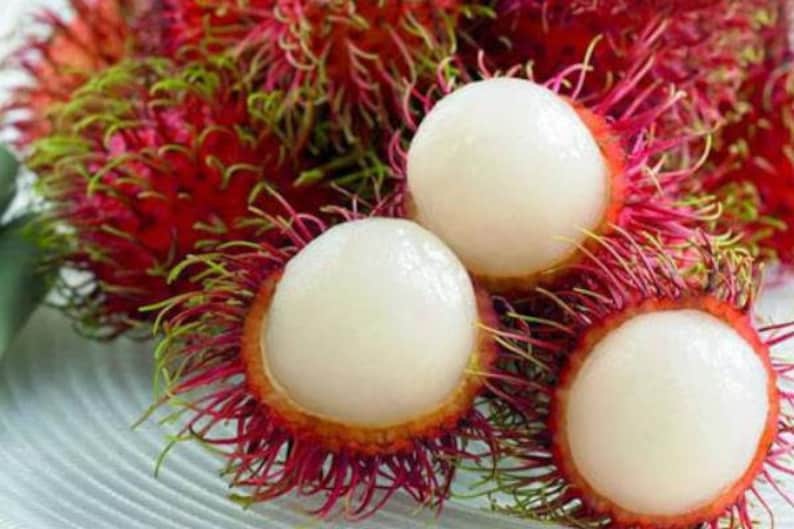 5 Rambutan Seeds HW94003 - Etsy