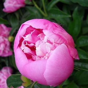 5  Peony Flower Seeds BW991010-7