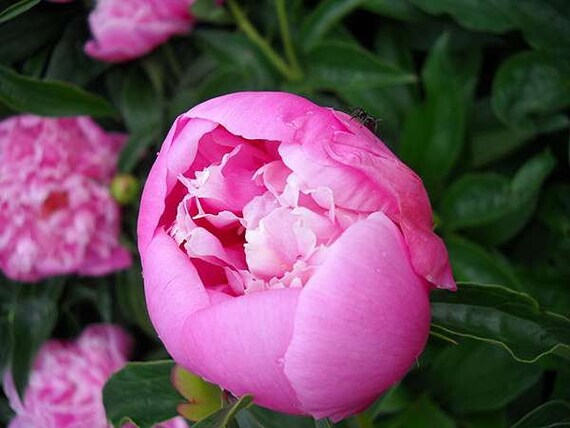 5 Peony Flower Seeds BW991010-7 - Etsy