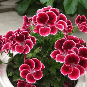 May include: A close-up of a potted plant with vibrant red and white geranium flowers. The flowers have a ruffled appearance and are in full bloom.