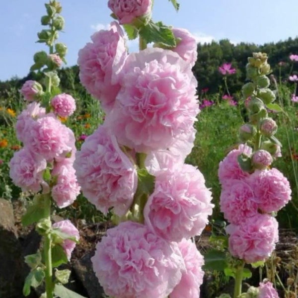 30 Heirloom Double Hollyhock Seeds CW91025-2