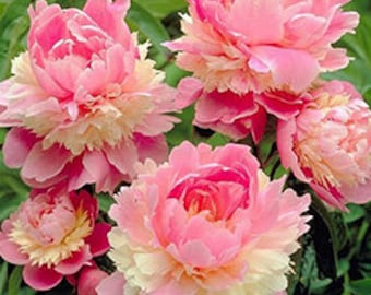 ✳︎peony✳︎ Buy Lemon Dream Itoh Peony | Specialty Peonies | Breck's