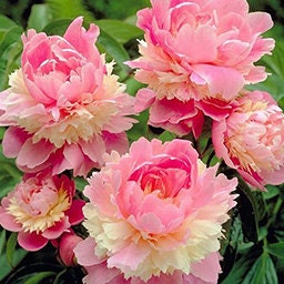 5 Double Bloom Peony Flower Seeds BW91070 - Etsy