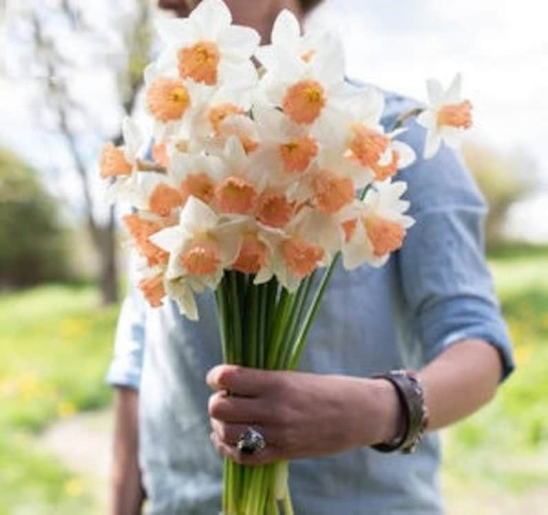 1 Narcissus Pseudonarcissus Lent Lily Bulb W9F5107 Etsy