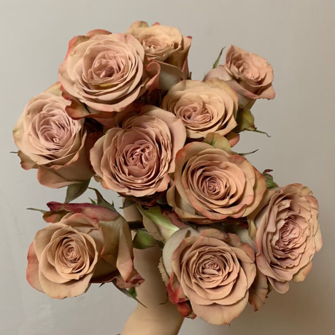 10 ROSE Rosa Bush Flower Seeds BW97001-135 - Etsy