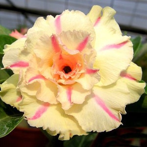 5 Rare Desert Rose Flowers Seeds FW94070