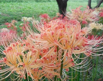 1 Lycoris Radiata Flower Spiderlily Bulbs LRF002 - Etsy