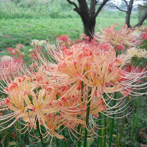 2 Yellow Spider Lily Bulbs Lycoris Aurea - Etsy