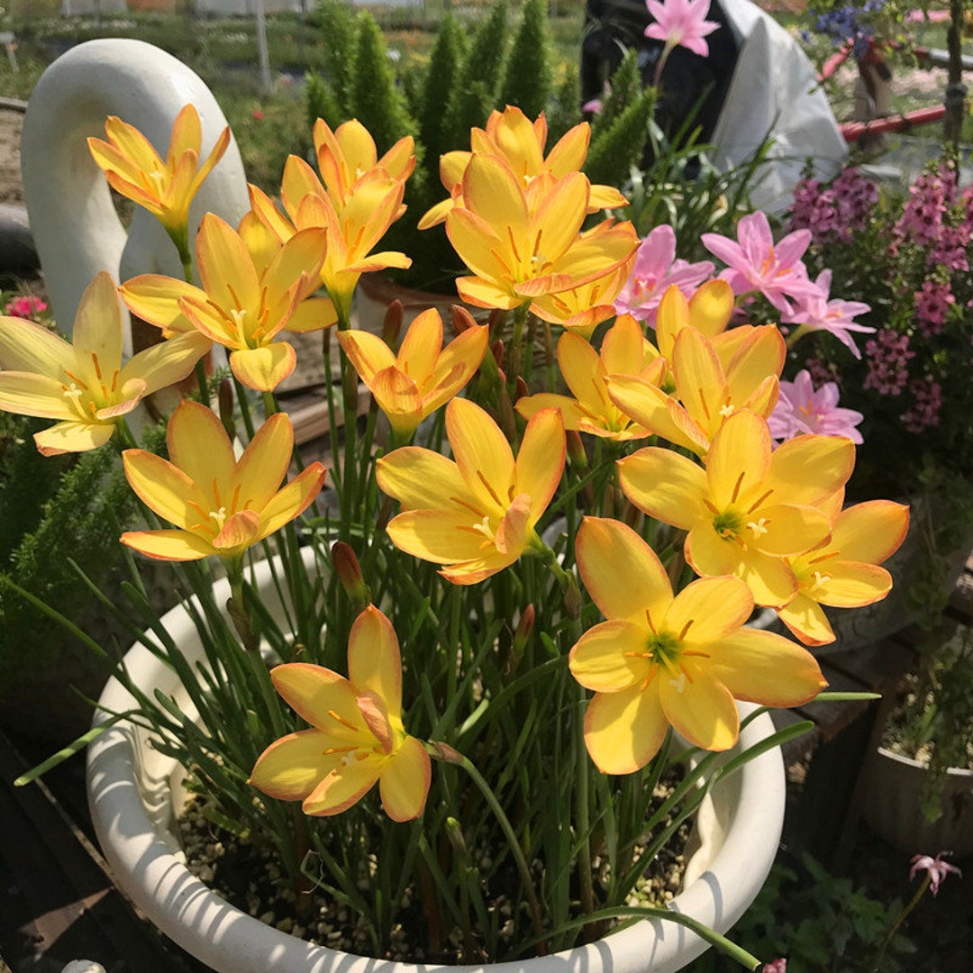 2 Rain Lily Bulbs TW91030-32 - Etsy