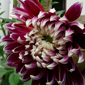 30 Dahlia Pompon Dahlia Tuber Seeds BW91059-32