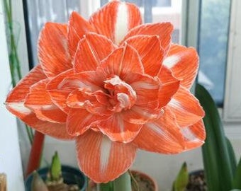 2 Amaryllis Vittata Bulbs FW95210-34