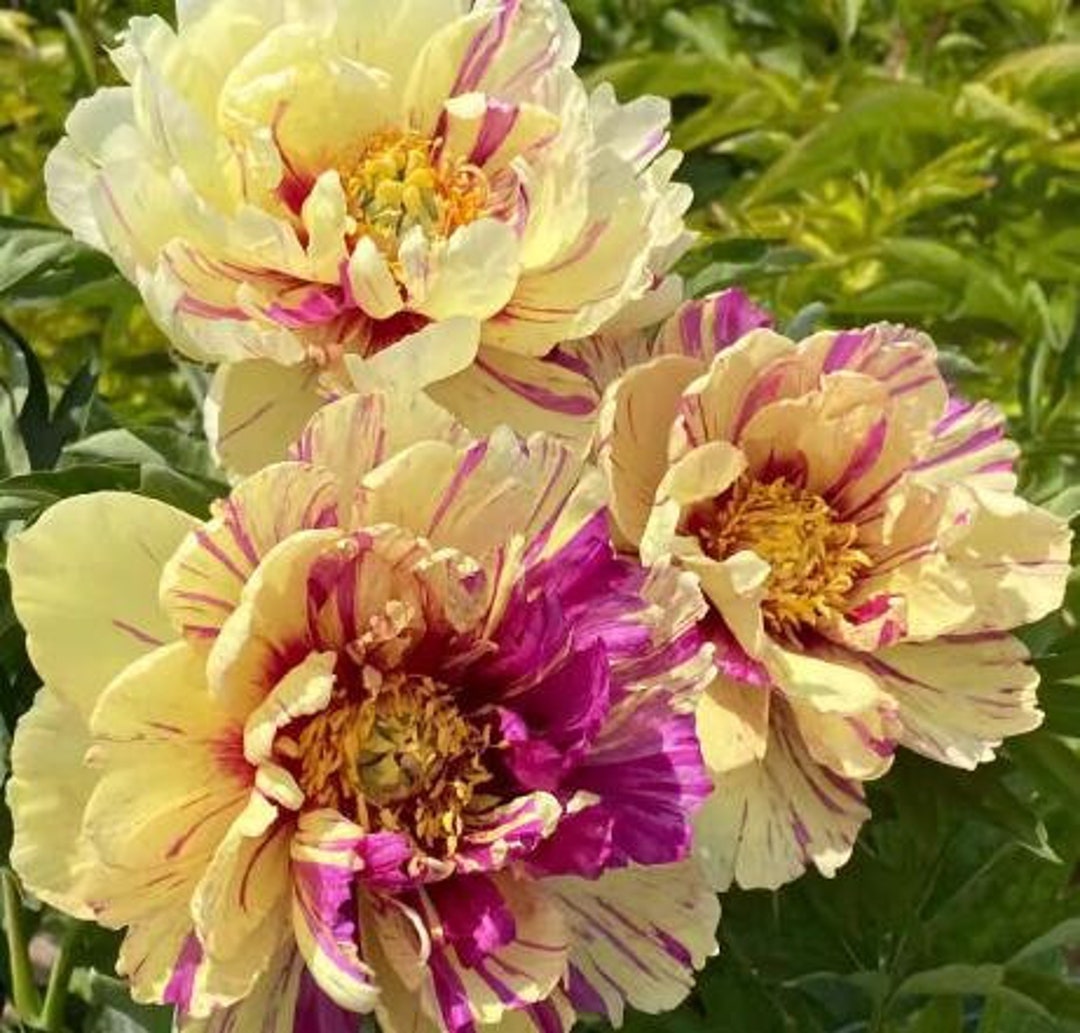 5 Peony Flower Seeds BW991010-59 - Etsy