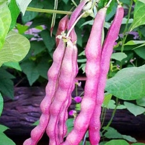 10 Red beans Seeds AW98076