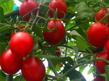【レッチリとまと】 Red Delight F1 Cocktail Tomato | Paramount Seeds Inc