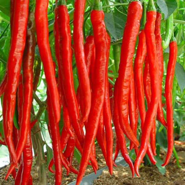 600 Long Hot Cayenne Pepper Seeds VW91022