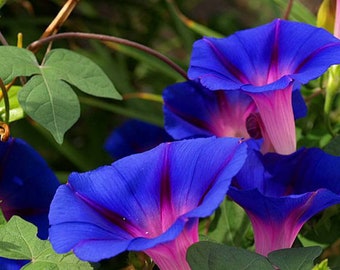10 Morning Glory Flowers Seeds BW95002-3