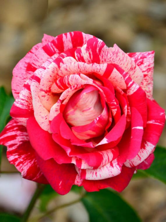 10 Rose Rosa Bush Shrub Perennial Flower Seeds FW94060 - Etsy