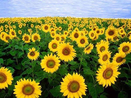 15 Sunflower Flower Seeds BW91048 - Etsy