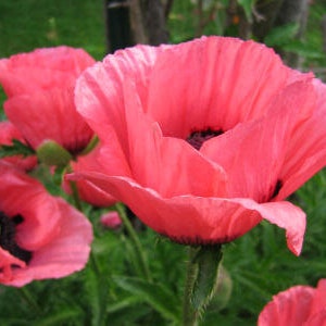 50 Poppy Heirloom Flower Seeds TW91031-4 - Etsy