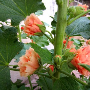 30 Heirloom Double Hollyhock Seeds CW91025-8