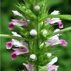 50 Motherwort (Leonorus cardiaca) seeds BW91029