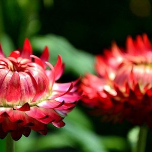 30 Strawflower Helichrysum Bracteatum Seeds BW95003-6