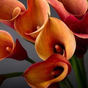 2 Calla Lily Bulbs HW96204-12