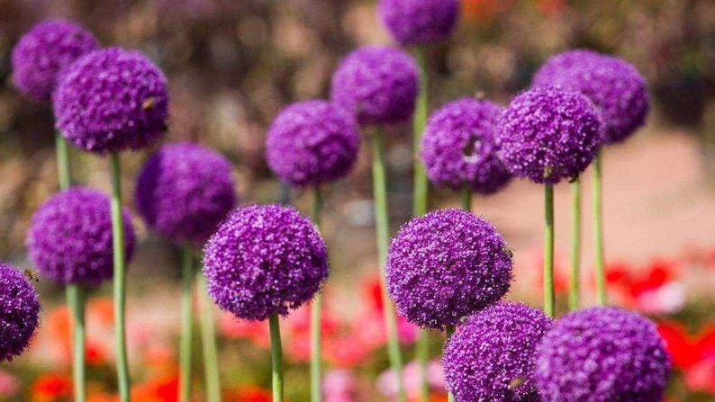 Op de afbeelding: Een veld met paarse allium bloemen in bloei. De bloemen zijn rond en hebben een delicate textuur. De achtergrond is wazig en onscherp.