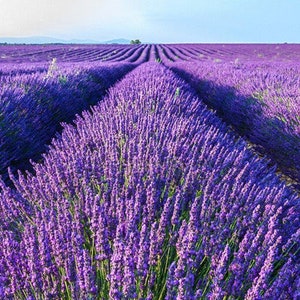 20 Lavandula Angustifolia Vera Herb Purple Flower Seeds BW91027