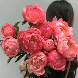 5  Coral Peony Flower Seeds BW91100
