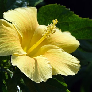 20 Hibiscus mutabilis Flower Seeds FW97015-45