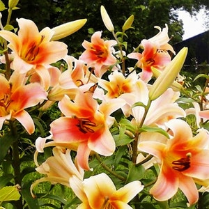2 Rose Lily Flower Bulbs F5213-40