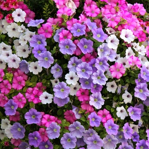 50 Morning Glory Seeds Mix Colors BW91037