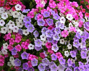 50 Morning Glory Seeds Mix Colors BW91037