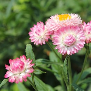 30 Strawflower Helichrysum Bracteatum Seeds BW95003-5