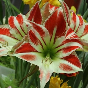 2 Amaryllis Vittata Bulbs FW95210-39