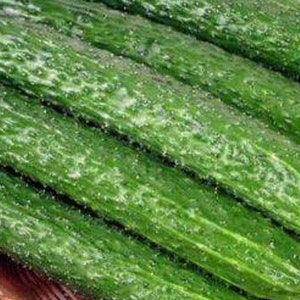 10 Long Green Cucumber Seeds DW9088