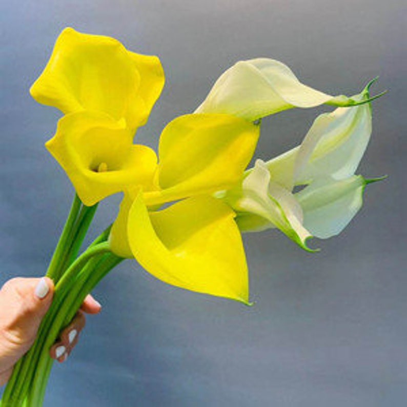 2 Yellow Calla Lily Bulb Seeds HW92004 Etsy