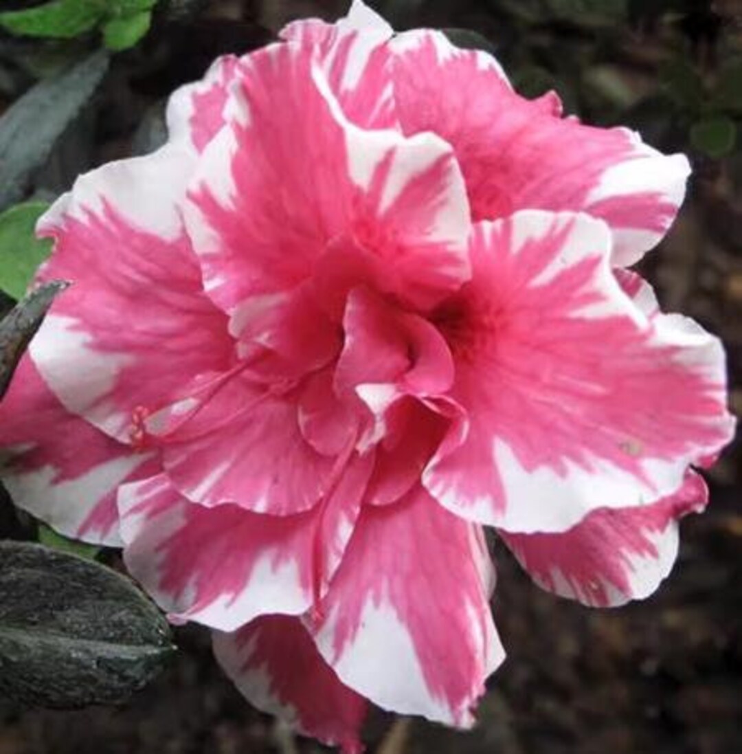 5 Rare Desert Rose Flowers Seeds FW95227-98 - Etsy