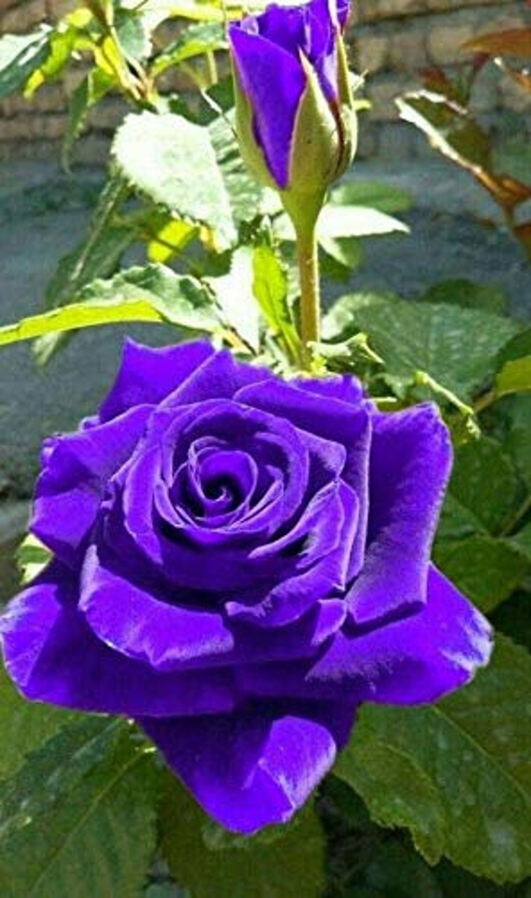 10 ROSE Rosa Flower Seeds BW97001-82 - Etsy