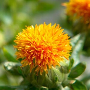 40 Bachelor Button Seeds BW91010-8
