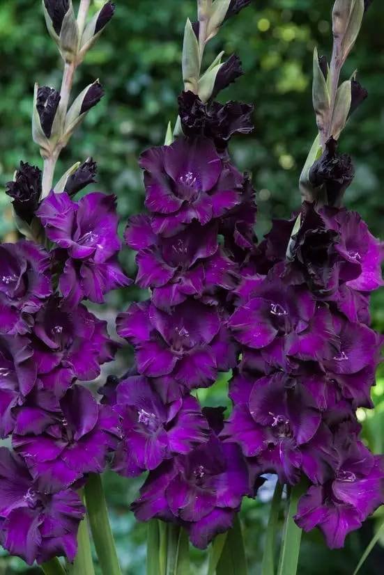 2 Gladiolus Flower Bulbs F8001-364