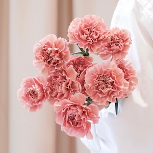 カーネーション（Dianthus Caryophyllus Chabaud）30粒（BW91072-9）