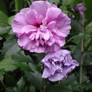 20 Hibiscus mutabilis Flower Seeds FW97011