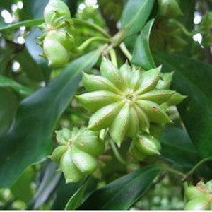 5 Illicium verum seeds FW94048