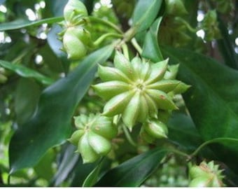 5 Illicium verum seeds FW94048