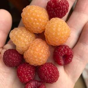 50 Yellow Raspberry Seeds TW91007 - Etsy