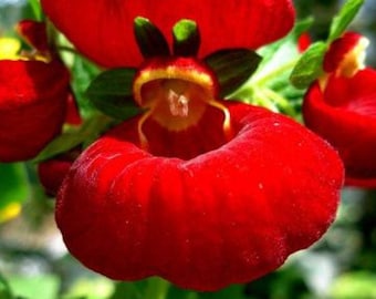 10 Rare Slipper Flower Fascination Flower Seeds EW91001-8